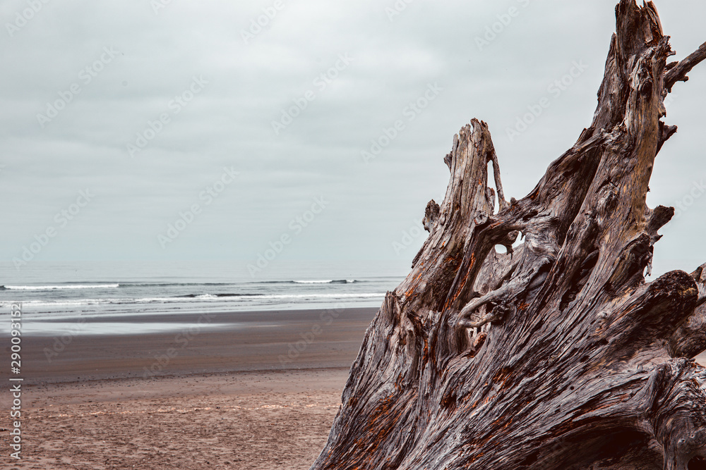 beautiful driftowood, roots and trunkg of huge douglas fir trees, in La Puash beach beautiful driftowood, roots and trunkg of huge douglas fir trees, in La Puash beach