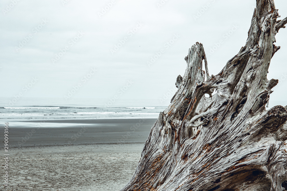beautiful driftowood, roots and trunkg of huge douglas fir trees, in La Puash beach beautiful driftowood, roots and trunkg of huge douglas fir trees, in La Puash beach