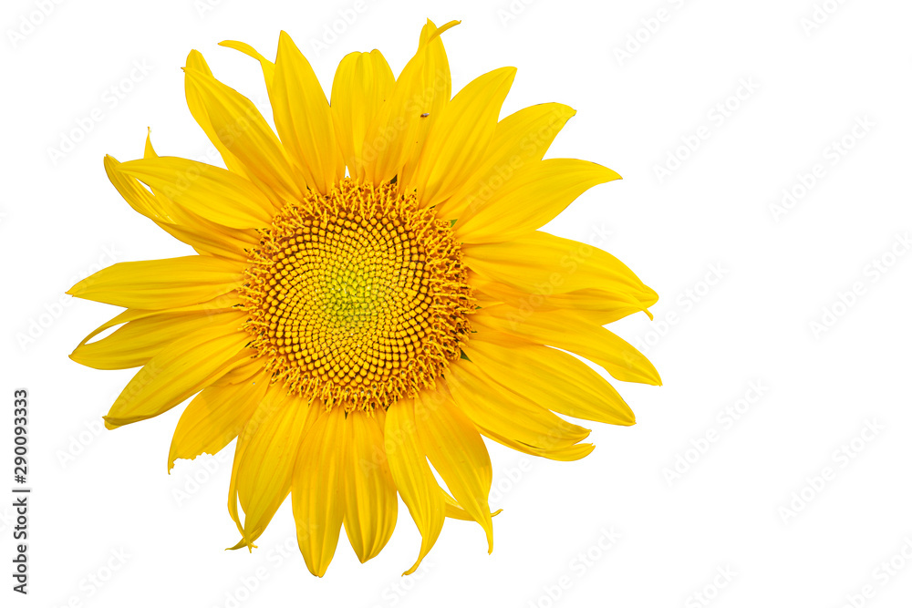 Yellow Sunflower Flower. Closeup Isolated on White Background Yellow Sunflower Flower. Closeup Isolated on White Background