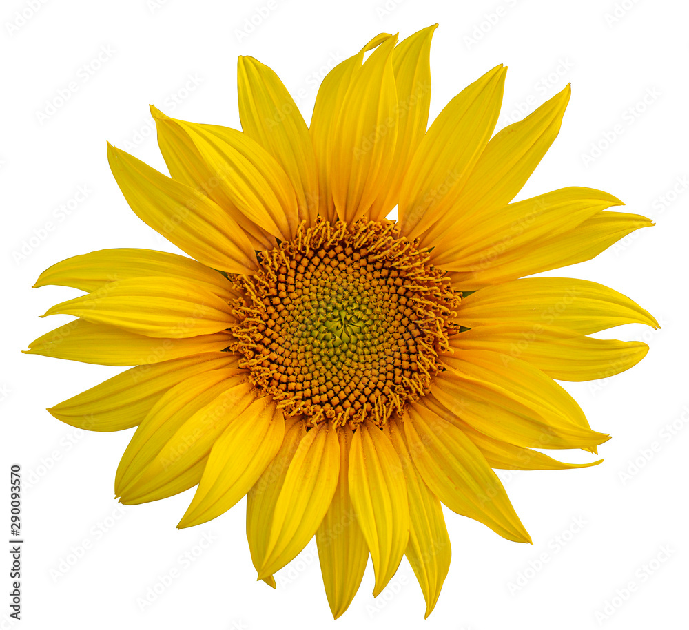 Obraz premium Yellow Sunflower Flower. Closeup Isolated on White Background