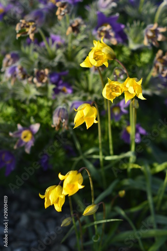 Daffodils of Emmetts Garden I photo