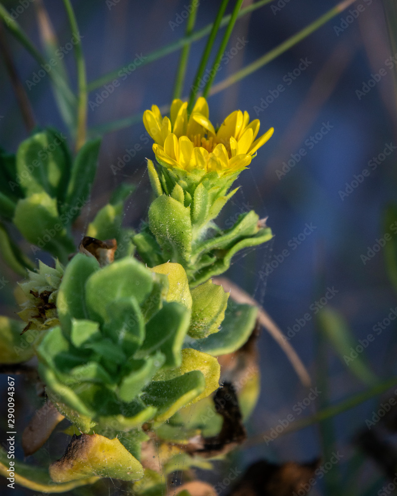 Fototapeta premium Camphor Daisy Along the Kelly Hamby Nature Trail!