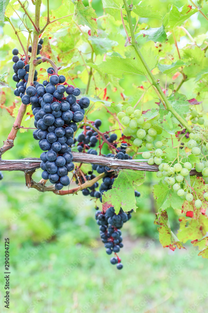 Red Wine Grapes 