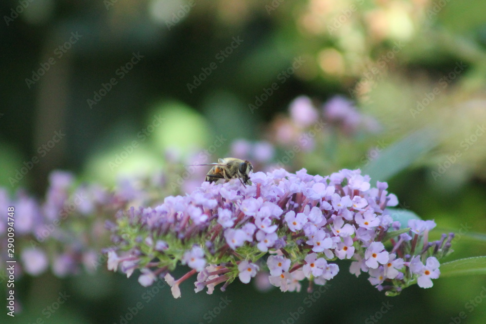 Fototapeta premium Abeille sur un buddléia