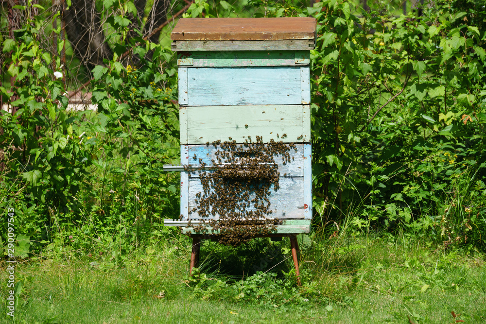 Beehives in swarm condition, a large number of bees, close-up hive, side view Beehives in swarm condition, a large number of bees, close-up hive, side view