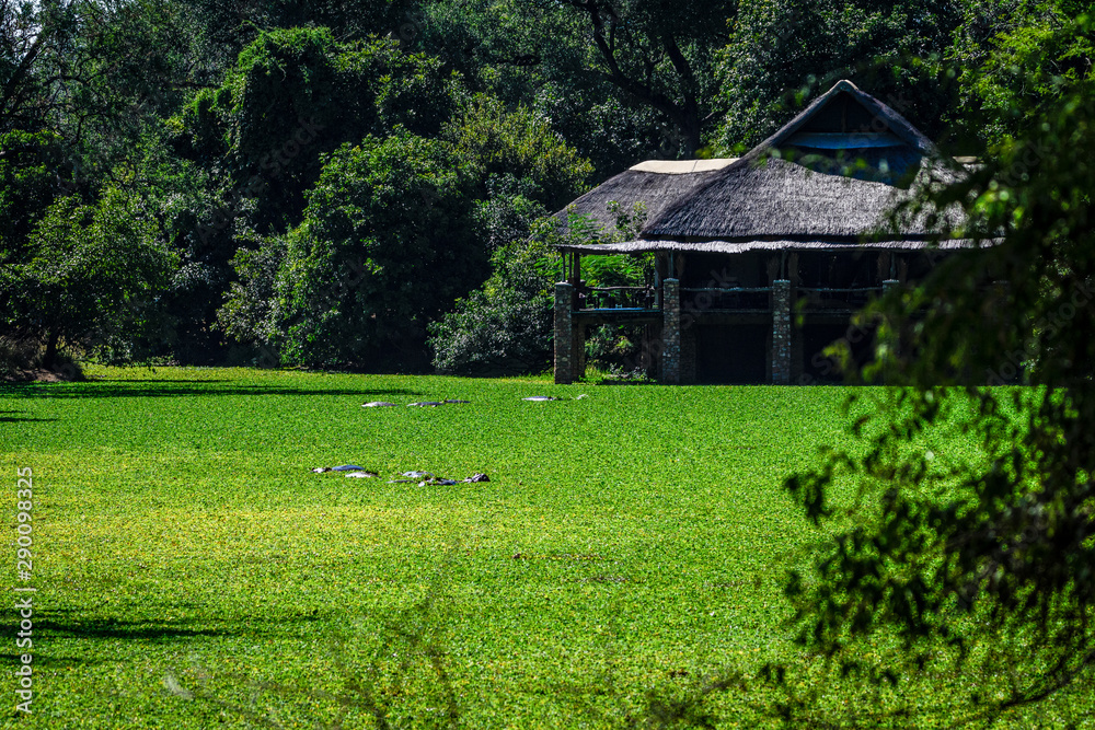 Obraz premium at the Luangwa river