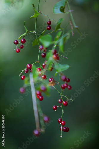 Zarza morisca (Smilax aspera)