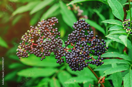 Bunches of ripe black elderberry in the forest. Medicinal plants