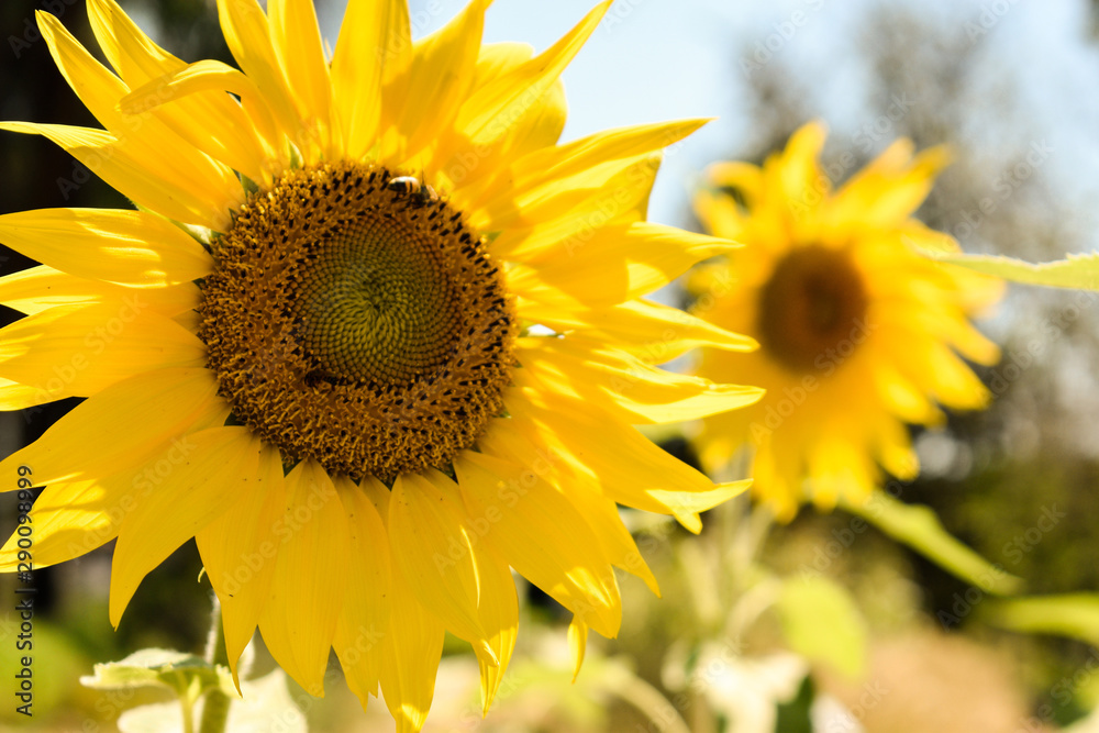 Fototapeta premium Girassol Flor