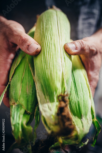 Dirty rough farm hands with a sweet corn crop close-up