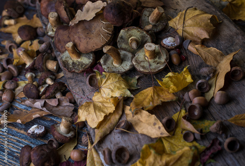 Fall wild mashroom and leaf on a wooden board.