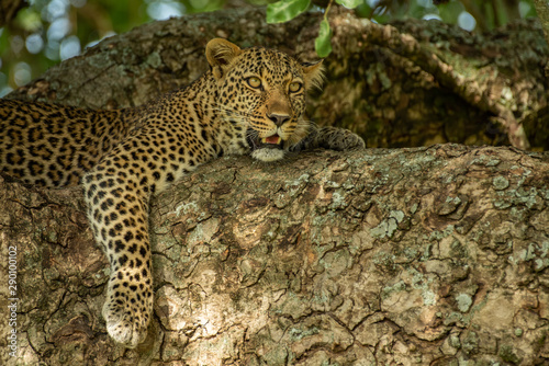Leopard on the tree © Alexey Osokin