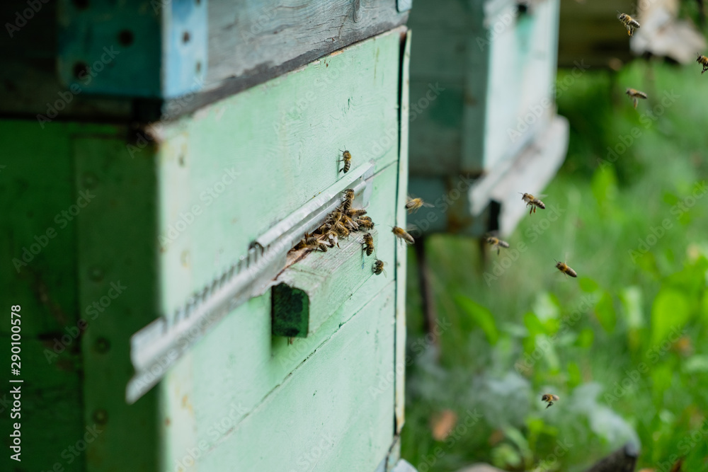 Bees flying into the summer on the hive Bees flying into the summer on the hive