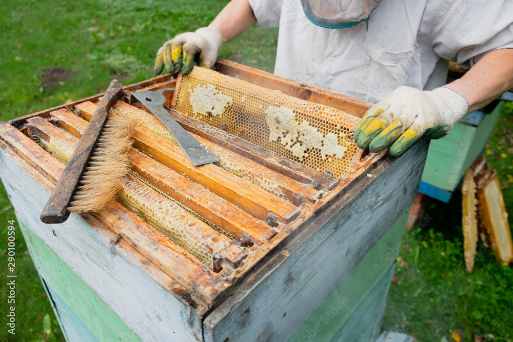 Beekeeper inspects a beehive with bees, top view Beekeeper inspects a beehive with bees, top view