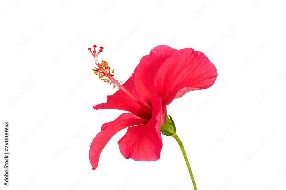 Fototapeta premium Red hibiscus flower isolated on white background