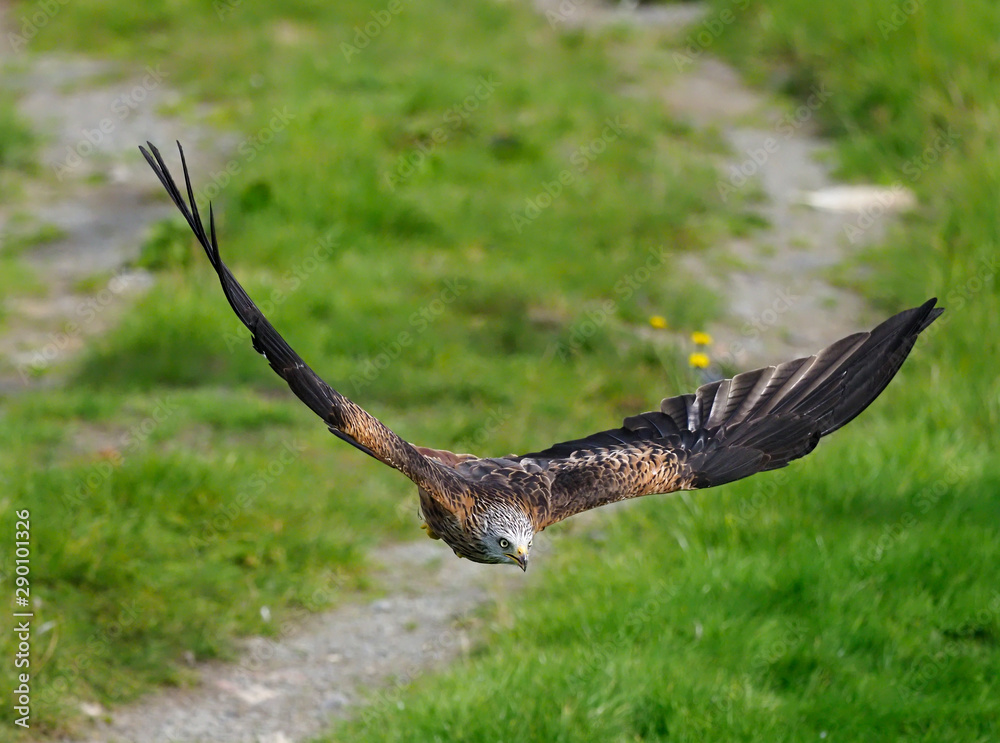 Fototapeta premium Red kite, Milvus milvus