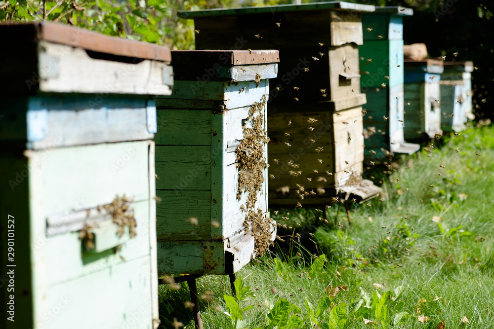 A large number of bees flying into the hive A large number of bees flying into the hive