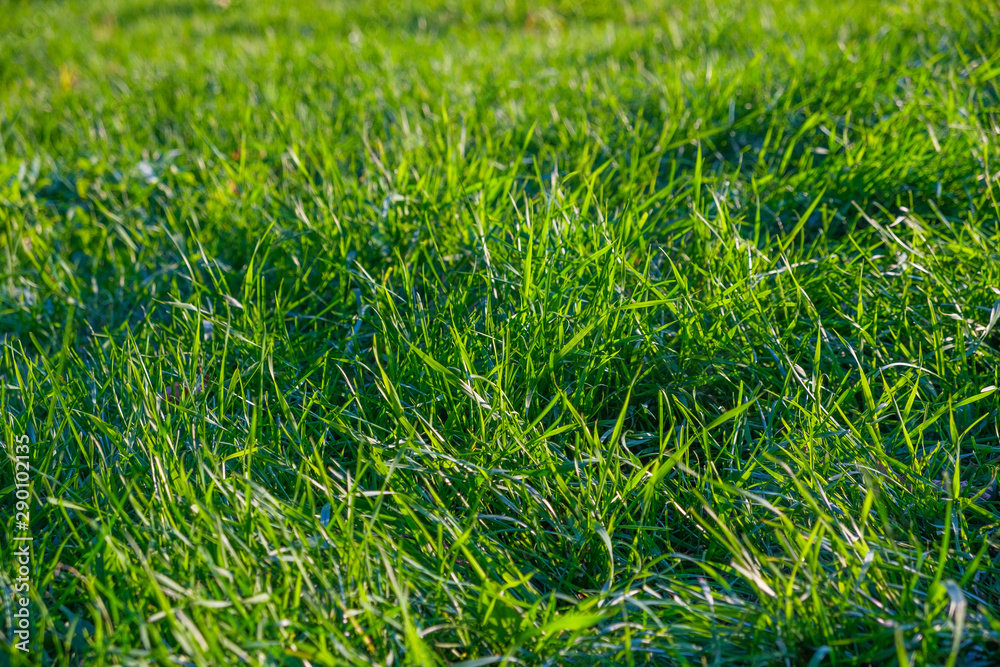 Green grass, place for an inscription Green grass, place for an inscription