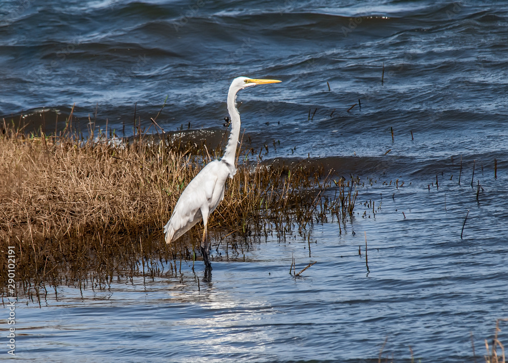 Fototapeta premium White heron staying and fishing at the lake.