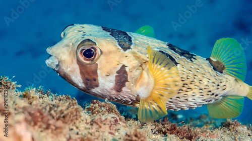 Fish hedgehog swims over the coral. Underwater macro photography photo