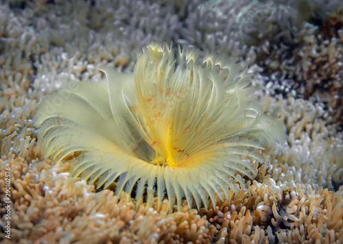 A sea worm is like an underwater flower when it spreads its tentacles