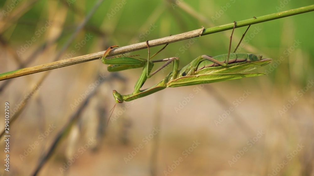 praying mantis praying mantis
