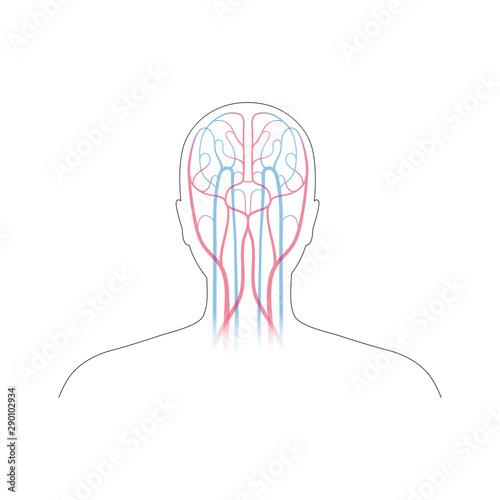 circulatory system anatomy