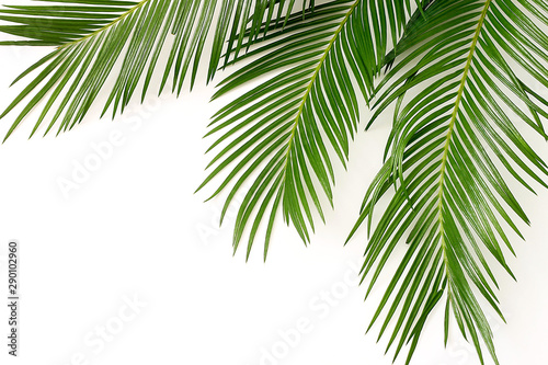 palm leaves on white background