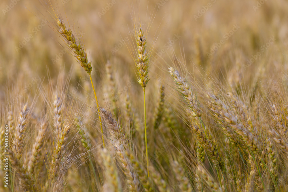 Campo de trigo (Triticum spp)​ 