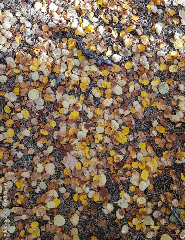 Multicolored leaves lie on the grass. Autumn background Multicolored leaves lie on the grass. Autumn background