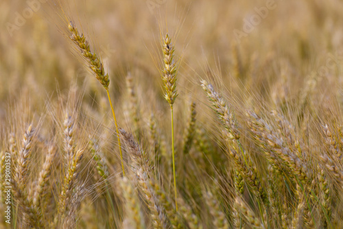 Campo de trigo (Triticum spp)​  © David