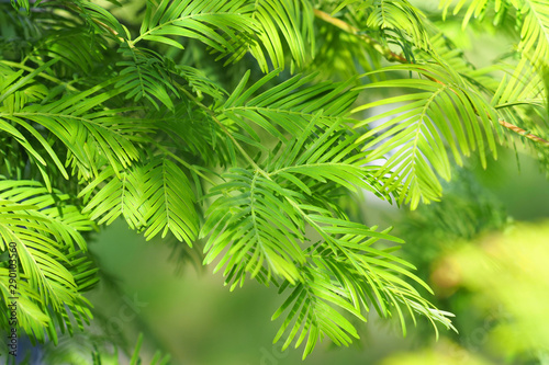 Relic tree  Metasequoia glyptostroboides  green branch close-up. Natural green background  sunlight