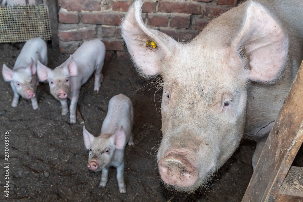 Yorkshire Pig With Its Three Piglets Yorkshire Pig With Its Three Piglets