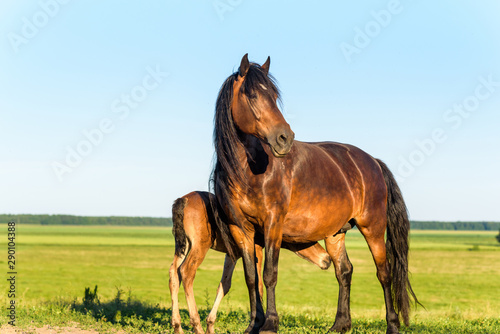 Adult horse and a young foal graze on the field against the sky. © shymar27