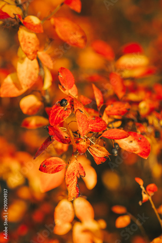 Photo of autumn leaves on blurred background