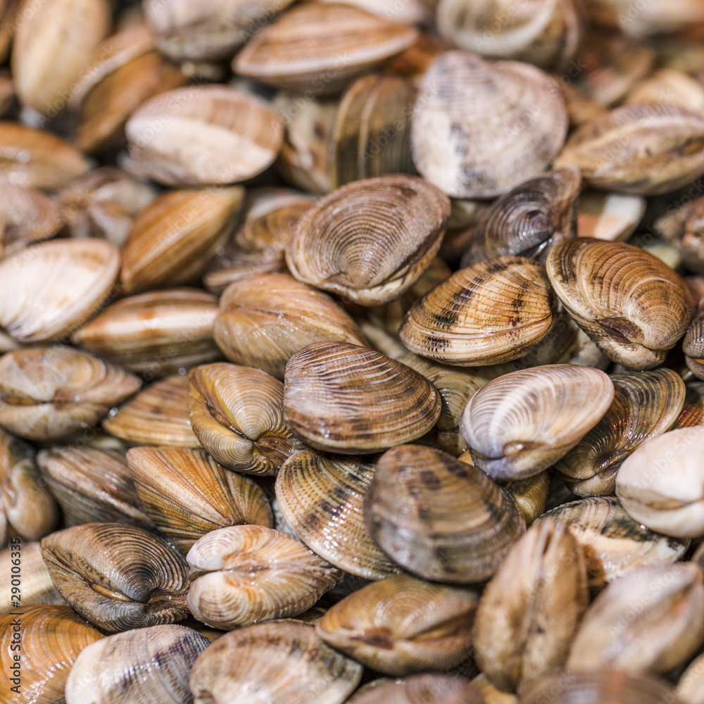 Close-up of fresh clams in store