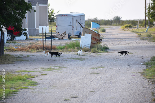 Wall Mural Colony of feral junkyard cats frolicking in the morning sun