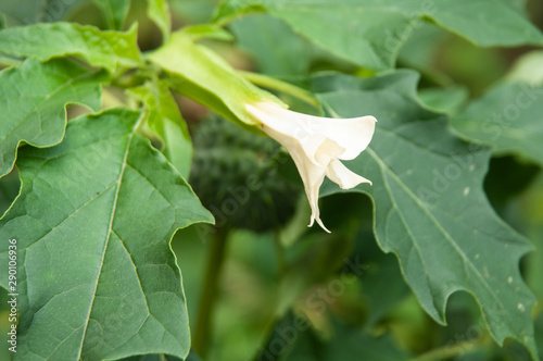 white flower of datura stramonium or jimsonweed