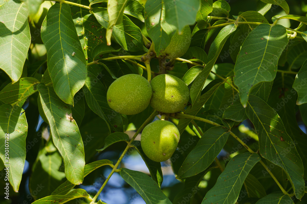 Branches with still green walnuts on a walnut