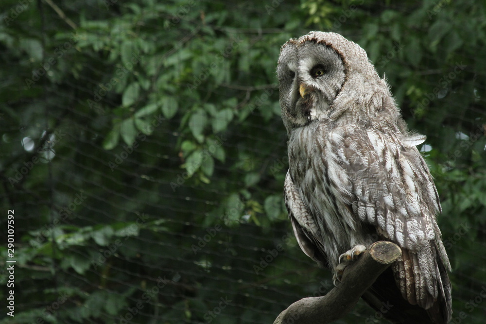 Fototapeta premium Owl