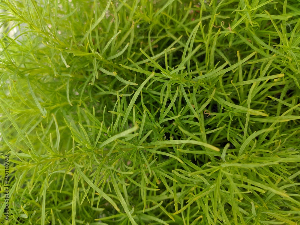 background of grass background of grass