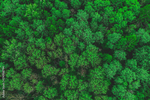 Aerial view of the beautiful green forest. Forest texture top view