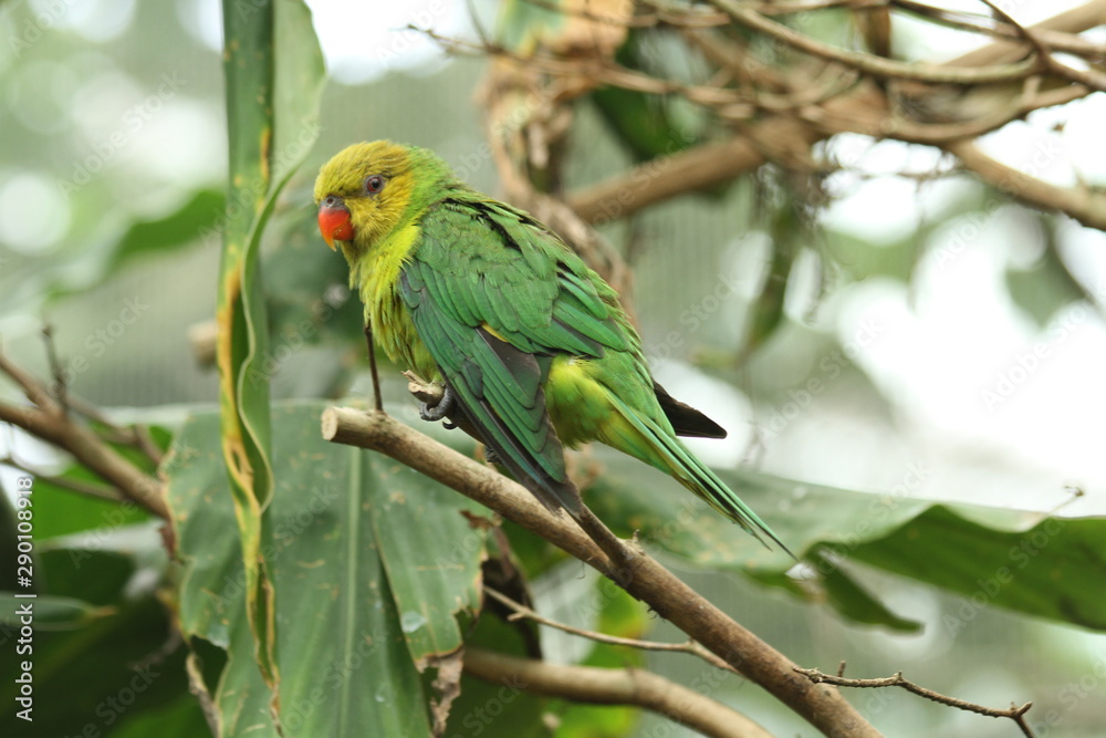 Green Parrot