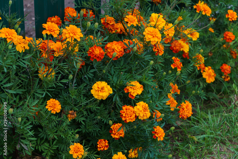 Brightly orange marigolds on a flowerbed in a village.