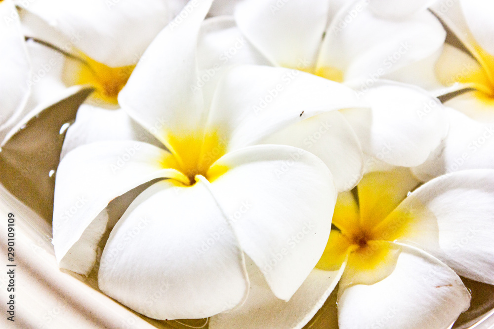 Obraz premium flower