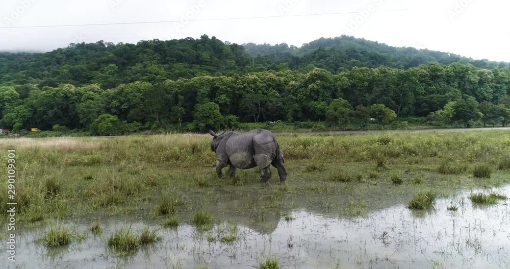 Safari concept, wild one horned rhino standing in indian wetland, cinematic aerial circling pan Safari concept, wild one horned rhino standing in indian wetland, cinematic aerial circling pan