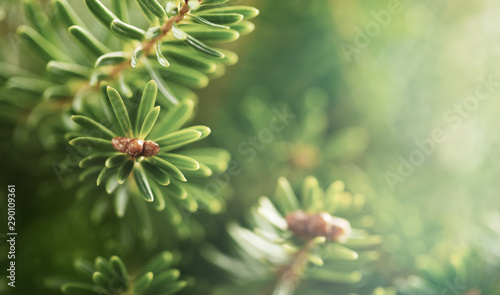 Beautiful green fir tree branches close up. Christmas and winter concept.