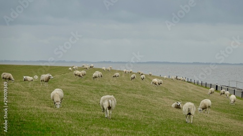 Schafe am Deich auf Wiese an der Nordsee