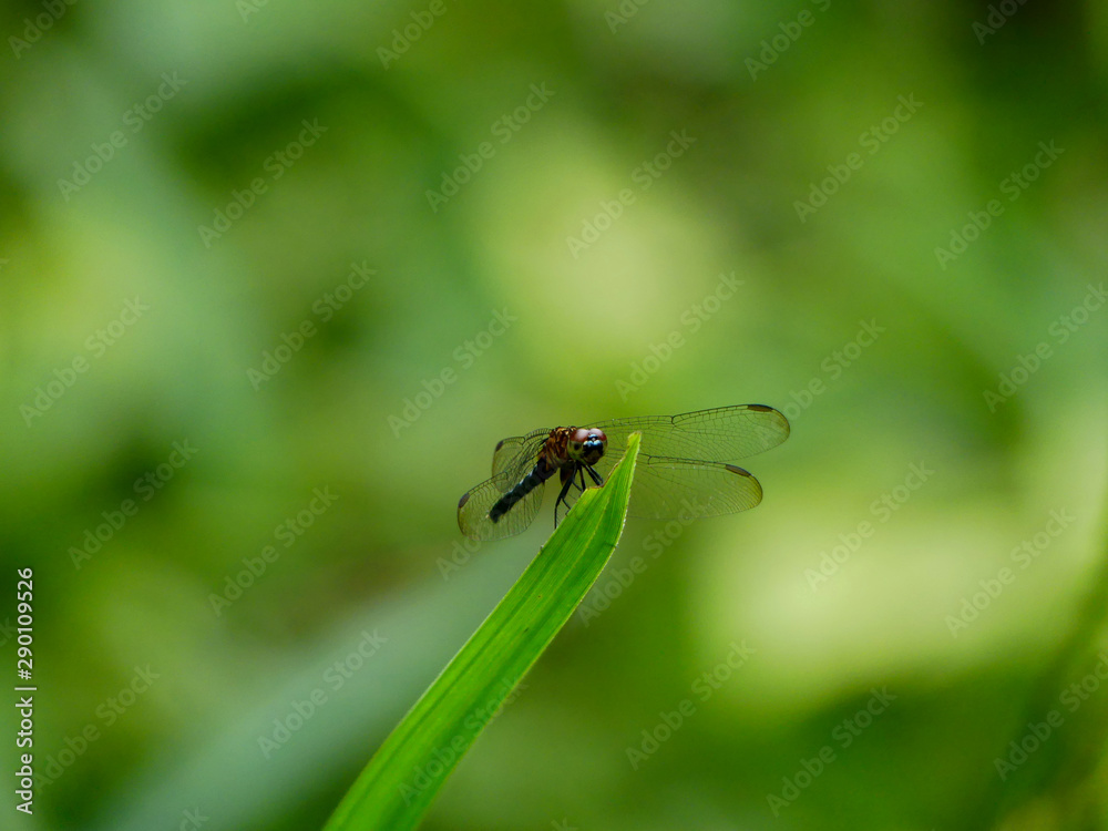 IQUITOS, PERÚ - JULY, 22, 2019: Amazon dragonfly resting on a leaf. IQUITOS, PERÚ - JULY, 22, 2019: Amazon dragonfly resting on a leaf.