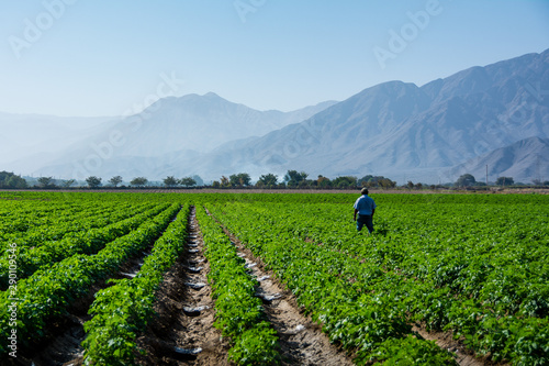 fields in peru